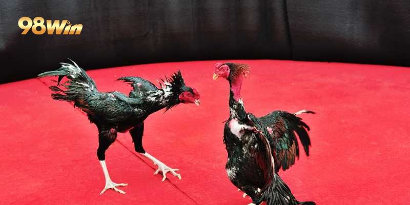 Các loại hình đá gà kịch tính tại nhà cái trực tuyến